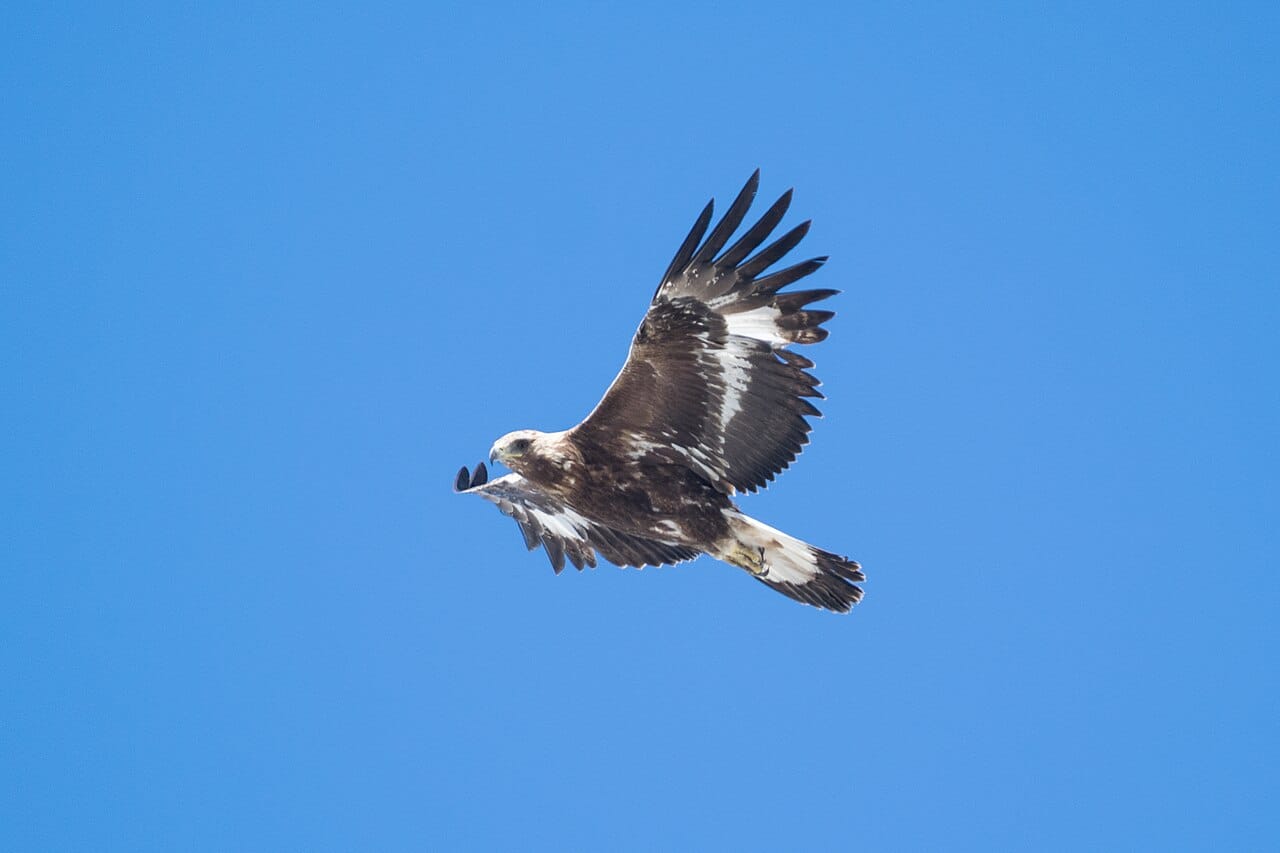 A Golden Eagle