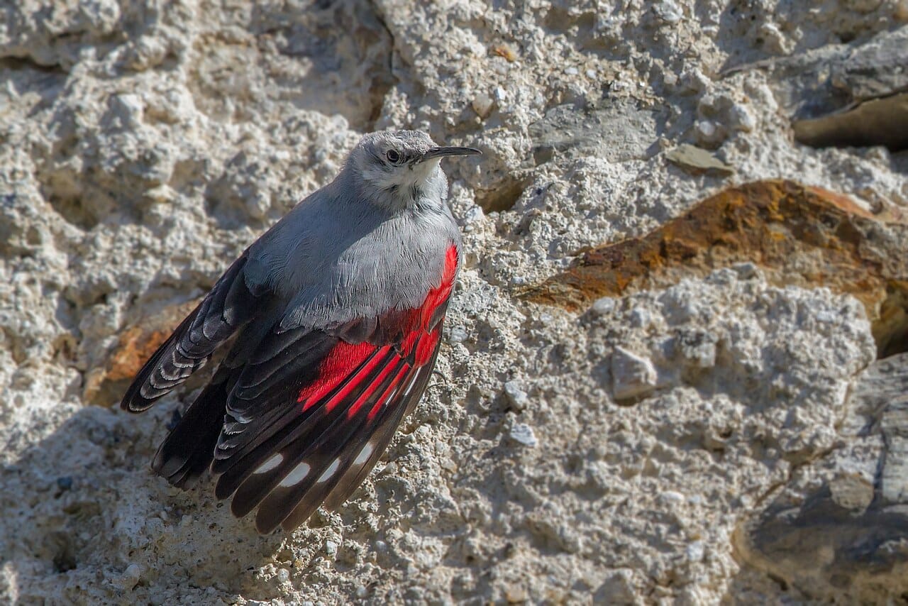 Wallcreeper bird