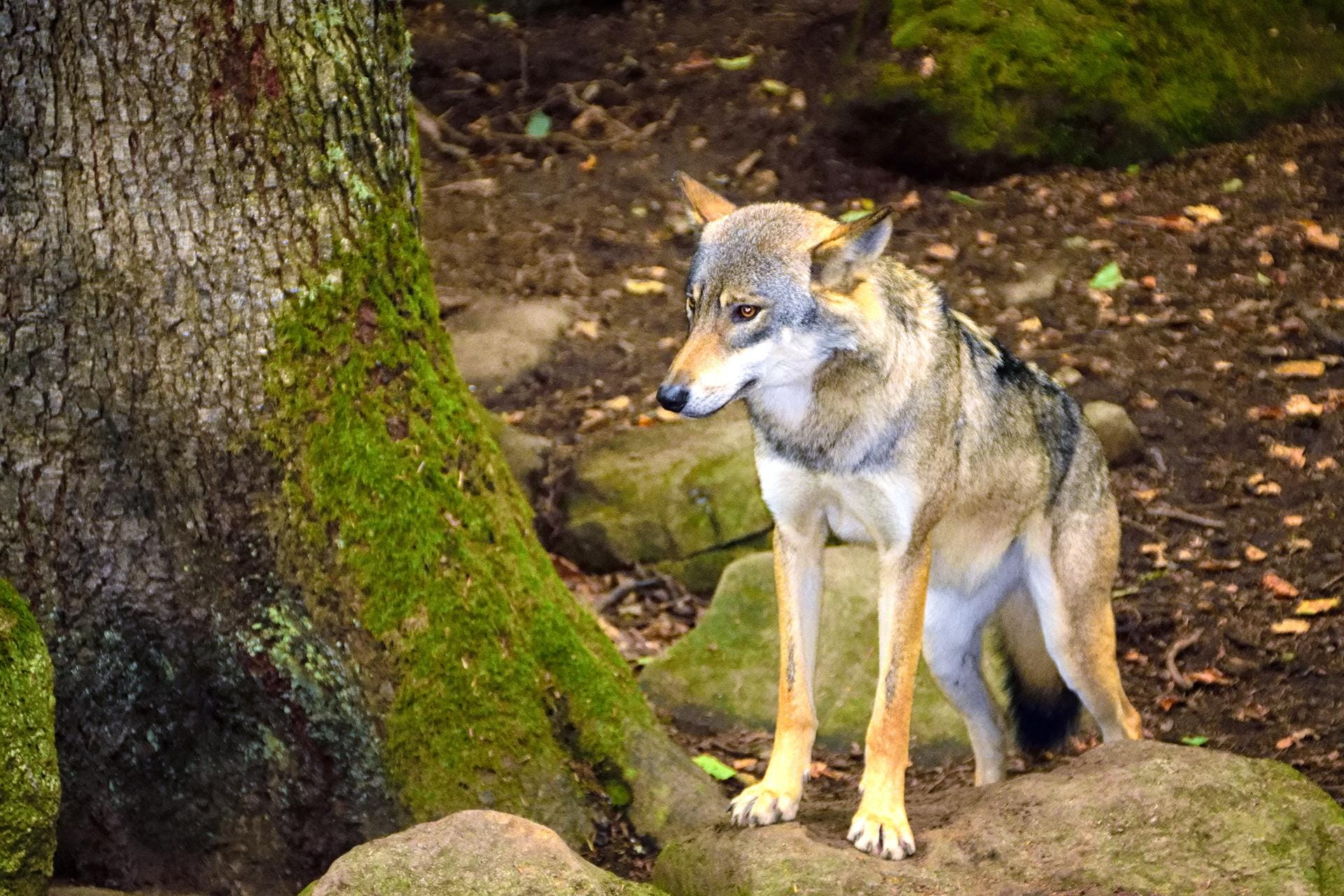 Wolf at local Wolf Park
