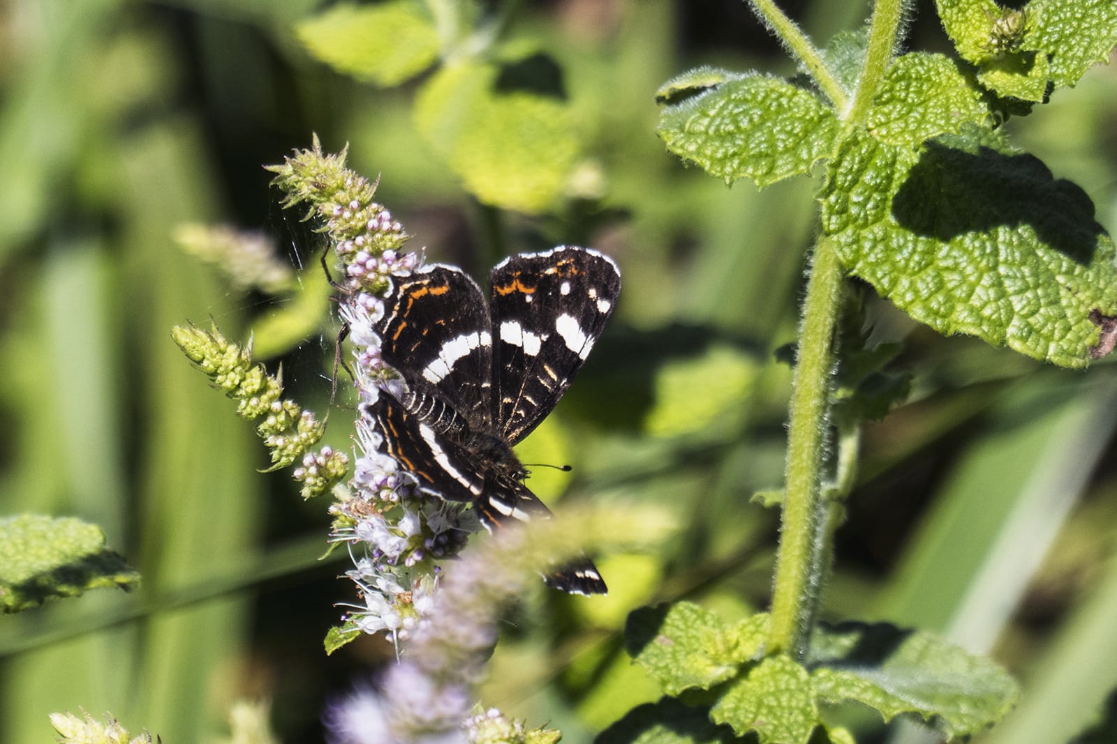 Butterfly in the local countryside